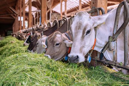 Foto: Kühe im Stall